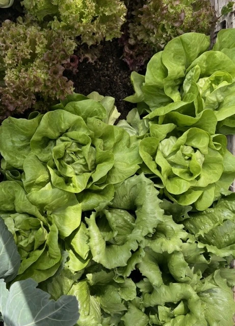 Vegetables